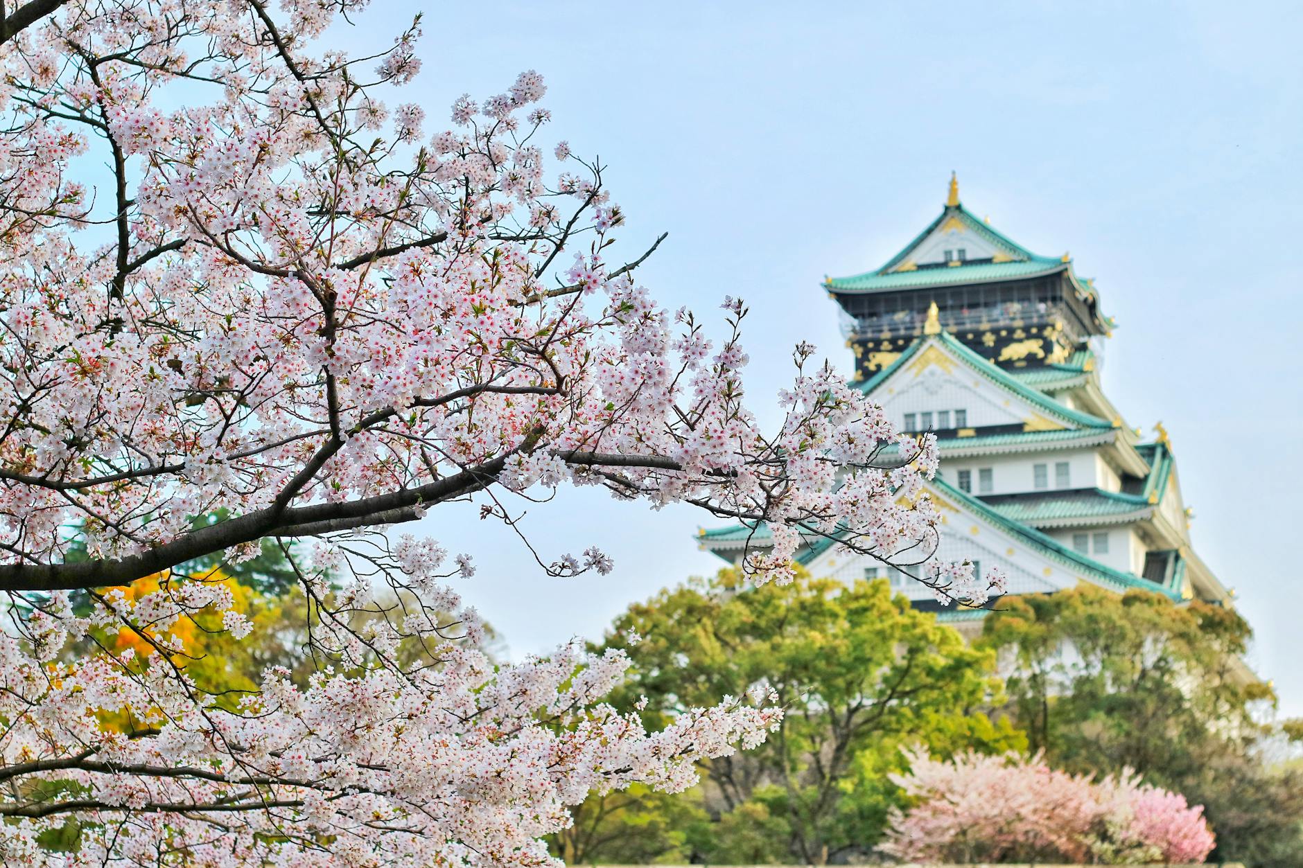 Scenic view of Osaka Castle surrounded by cherry blossoms in spring, Japan