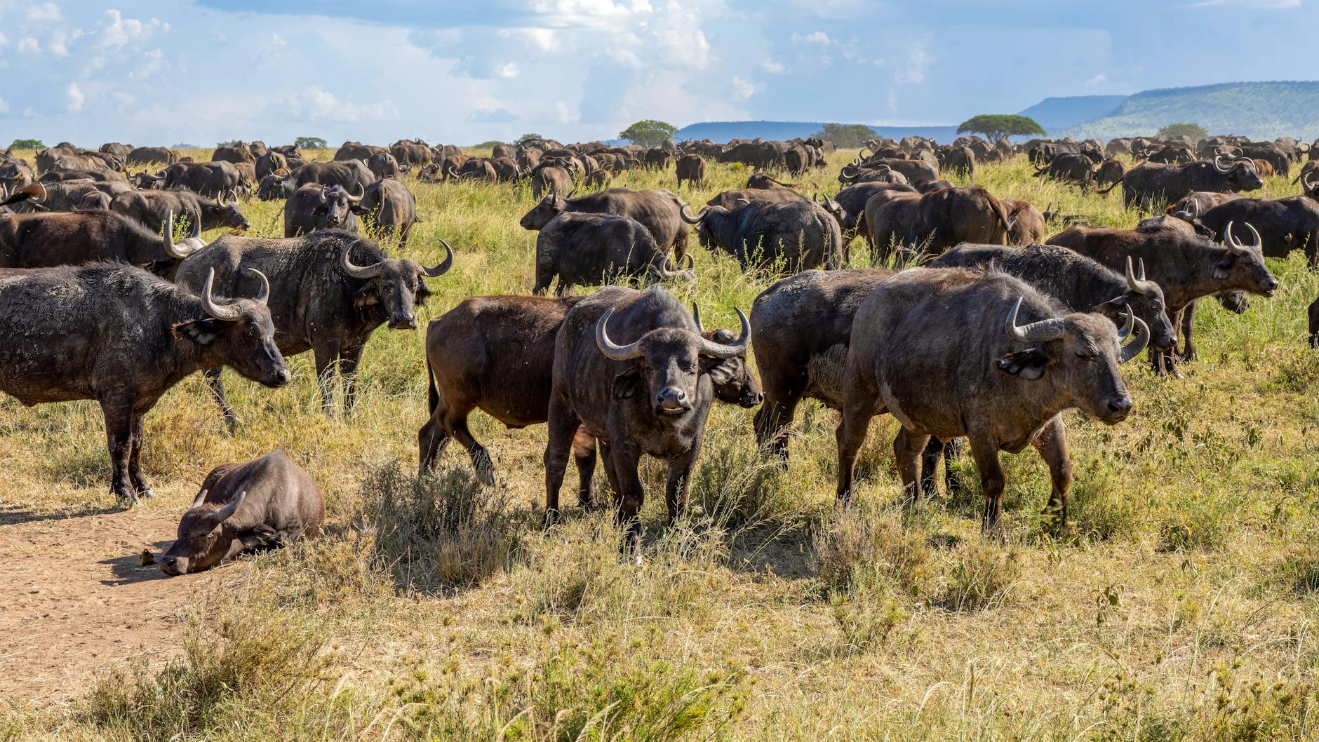 Large African bulls grazing on golden savannah grass in Masai Mara, Kenya