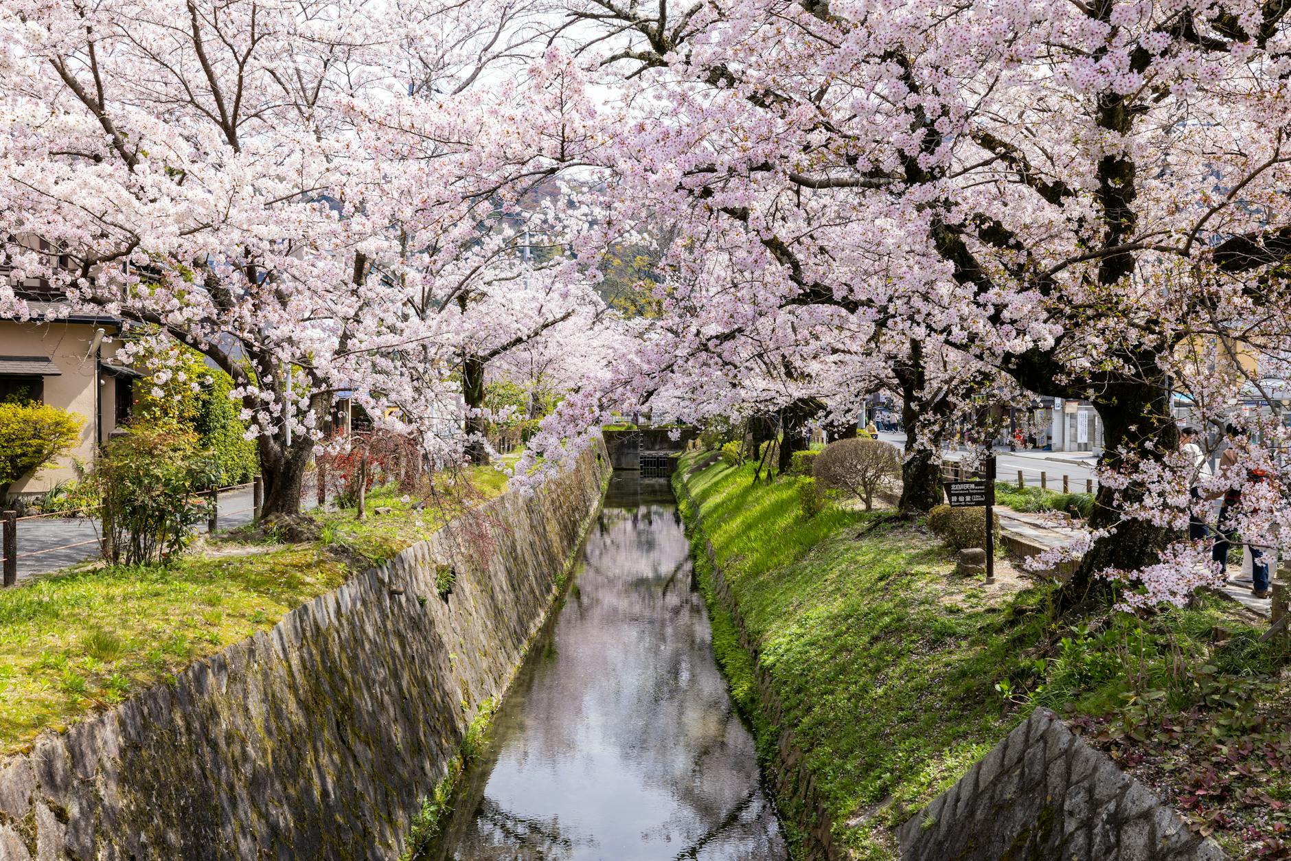 Cherry blossoms along Philosopher’s Path canal in Kyoto, Japan