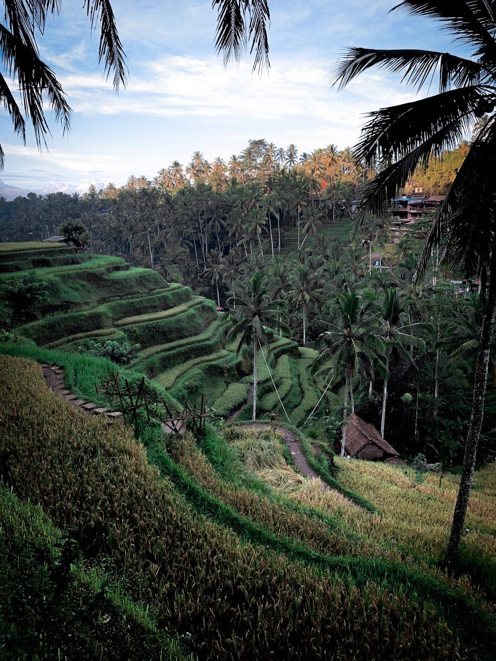 Tegallalang rice terraces in Ubud with lush green landscapes