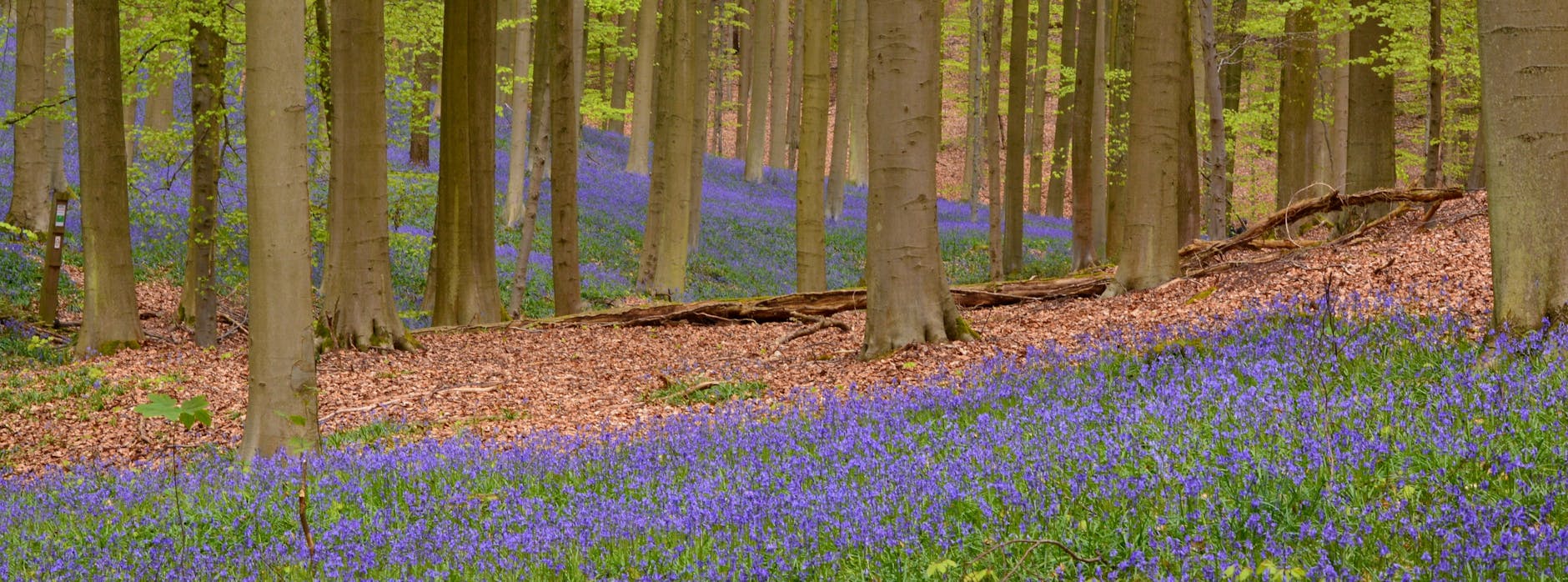 Springtime view of Hallerbos forest carpeted with bluebell flowers, Belgium