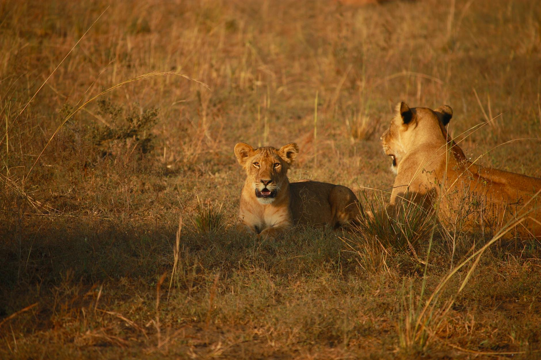 Pride of lions resting on the golden savannah in Masai Mara National Reserve, Kenya