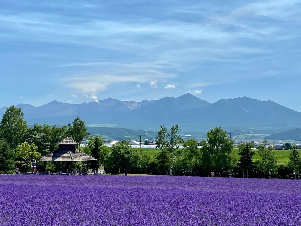 Scenic lavender fields in Hokkaido Japan during summer with clear skies and mountains